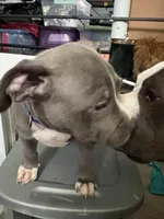 Dj, a male American Bully for sale in Cincinnati, OH – 2 of 3
