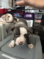 Red, a female American Bully for sale in Cincinnati, OH – 2 of 2