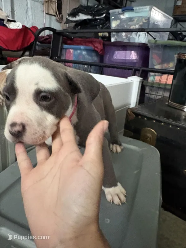Red – American Bully puppy for sale in Cincinnati, OH