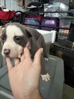 Red, a female American Bully for sale in Cincinnati, OH – 1 of 2