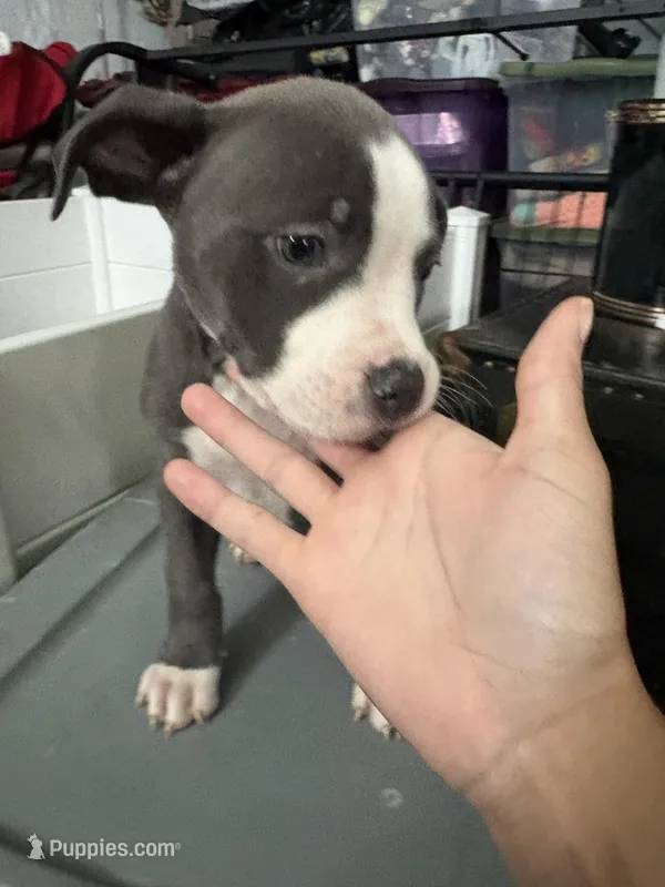 Tiny/journey – American Bully puppy for sale in Cincinnati, OH
