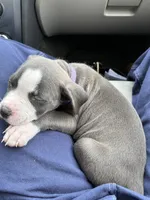 Tiny/journey, a female American Bully for sale in Cincinnati, OH – 2 of 2