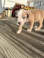 Clove, a female American Bully for sale in Cincinnati, OH – 3 of 3