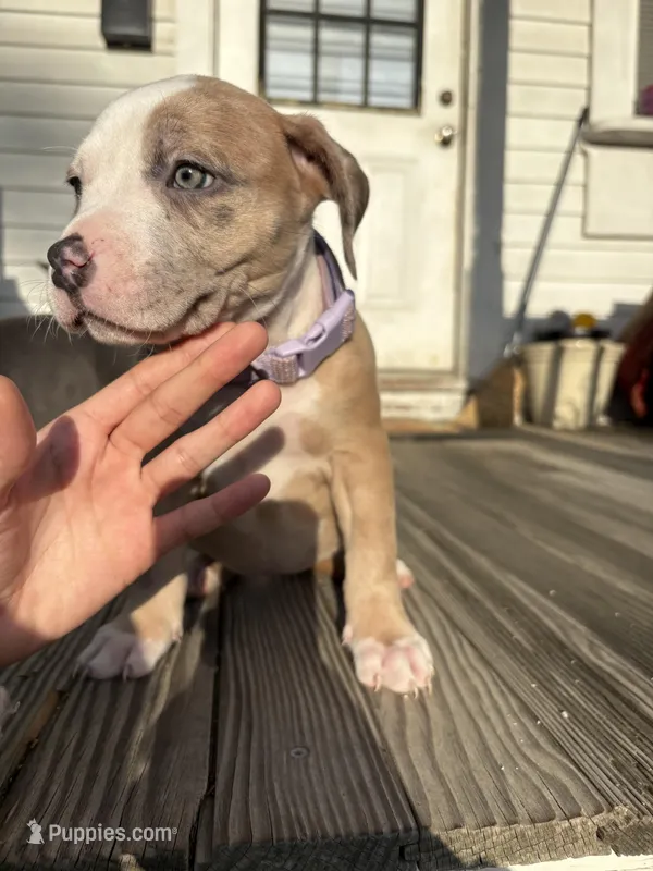 Clove – American Bully puppy for sale in Cincinnati, OH