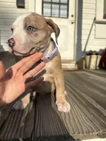 Clove, a female American Bully for sale in Cincinnati, OH – 1 of 3