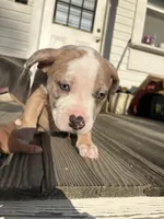 Clove, a female American Bully for sale in Cincinnati, OH – 2 of 3