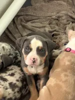 Letty, a female American Bully for sale in Cincinnati, OH – 1 of 3