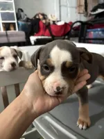 Letty, a female American Bully for sale in Cincinnati, OH – 2 of 3