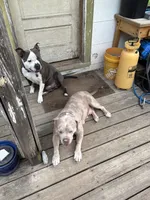 Rambo, a male American Bully for sale in Cincinnati, OH – 4 of 4
