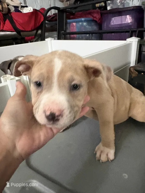 Rambo – American Bully puppy for sale in Cincinnati, OH