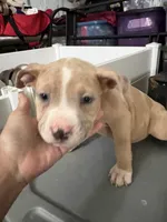 Rambo, a male American Bully for sale in Cincinnati, OH – 1 of 4
