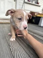 Rambo, a male American Bully for sale in Cincinnati, OH – 3 of 4