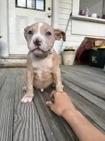 Rambo, a male American Bully for sale in Cincinnati, OH – 2 of 4