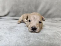 Morrigan , a female Schnoodle for sale in Bois D Arc, MO – 2 of 10