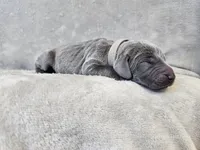 Kanyon - AKC, a male Weimaraner for sale in Bois D Arc, MO – 10 of 10
