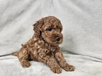 Adelaide - Full AKC, a female Poodle - Miniature  for sale in Bois D Arc, MO – 6 of 10