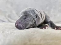 Kanyon - AKC, a male Weimaraner for sale in Bois D Arc, MO – 3 of 10