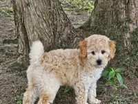 Anne - AKC, a female Poodle - Miniature  for sale in Bois D Arc, MO – 9 of 10
