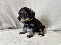 Rhysand, a male Schnoodle for sale in Bois D Arc, MO – 3 of 10