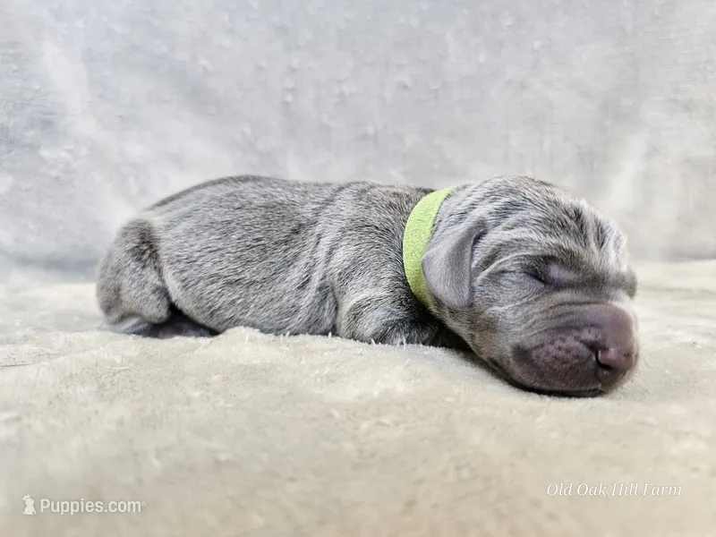 Khaos- AKC – Weimaraner puppy for sale in Bois D Arc, MO