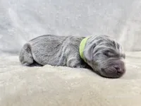 Khaos- AKC, a male Weimaraner for sale in Bois D Arc, MO – 1 of 10