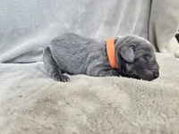 Monty - AKC, a male Weimaraner for sale in Bois D Arc, MO – 5 of 10