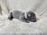 Mickey - AKC, a male Weimaraner for sale in Bois D Arc, MO – 9 of 10