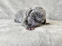 Kanyon - AKC, a male Weimaraner for sale in Bois D Arc, MO – 7 of 10