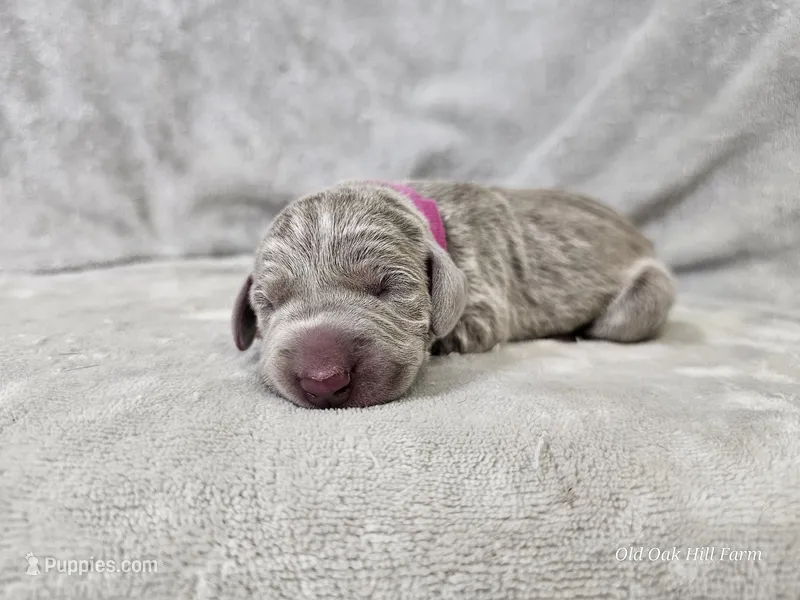 Suri - AKC – Weimaraner puppy for sale in Bois D Arc, MO