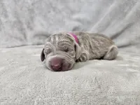 Suri - AKC, a female Weimaraner for sale in Bois D Arc, MO – 1 of 10