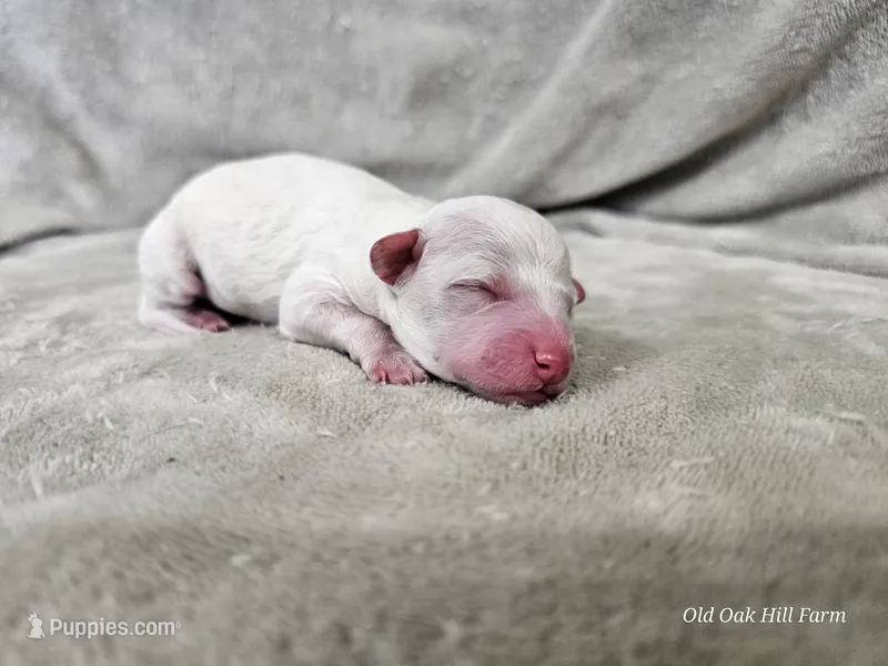 Yeti – Bichpoo puppy for sale in Bois D Arc, MO