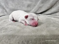 Yeti, a male Bichpoo for sale in Bois D Arc, MO – 1 of 10