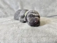 Khaos- AKC, a male Weimaraner for sale in Bois D Arc, MO – 9 of 10
