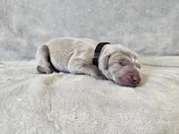 Kincaid - AKC, a male Weimaraner for sale in Bois D Arc, MO – 4 of 10