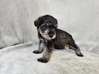 Cassian, a male Schnoodle for sale in Bois D Arc, MO – 9 of 10