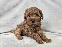 Adelaide - Full AKC, a female Poodle - Miniature  for sale in Bois D Arc, MO – 9 of 10
