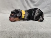 Rielle- Blue Merle Phantom, a female Cavapoo for sale in Bois D Arc, MO – 8 of 10
