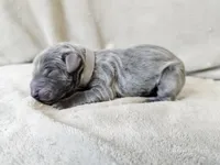 Mickey - AKC, a male Weimaraner for sale in Bois D Arc, MO – 4 of 10