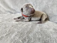 Kashmir - AKC, a female Weimaraner for sale in Bois D Arc, MO – 6 of 10