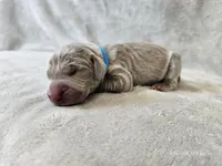 Khan - AKC, a male Weimaraner for sale in Bois D Arc, MO – Photo 3 of 10