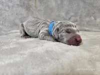 Khan - AKC, a male Weimaraner for sale in Bois D Arc, MO – Photo 10 of 10