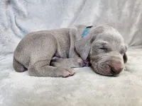 Khan - AKC, a male Weimaraner for sale in Bois D Arc, MO – 6 of 10