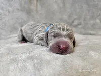 Khan - AKC, a male Weimaraner for sale in Bois D Arc, MO – Photo 4 of 10