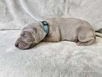Khan - AKC, a male Weimaraner for sale in Bois D Arc, MO – 9 of 10