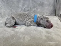 Khan - AKC, a male Weimaraner for sale in Bois D Arc, MO – Photo 9 of 10