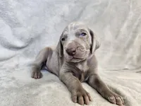 Khan - AKC, a male Weimaraner for sale in Bois D Arc, MO – 4 of 10