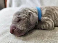 Khan - AKC, a male Weimaraner for sale in Bois D Arc, MO – Photo 8 of 10