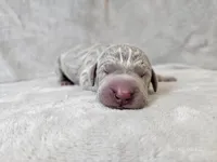 Khan - AKC, a male Weimaraner for sale in Bois D Arc, MO – Photo 2 of 10