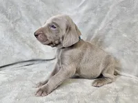 Khan - AKC, a male Weimaraner for sale in Bois D Arc, MO – 7 of 10