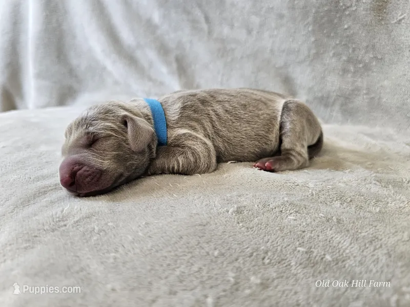 Khan - AKC – Weimaraner puppy for sale in Bois D Arc, MO